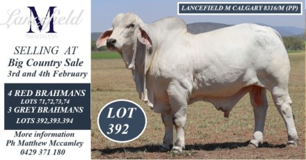 Lancefield M Brahmans Big Country Sale.