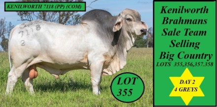 Kenilworth Brahmans Big Country Sale 2025