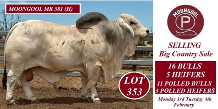 MOONGOOL BRAHMANS BIG COUNTRY 2025