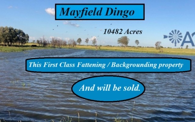 Mayfield Dingo