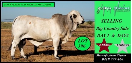 Gipsy Plains Big Country Sale 2025 