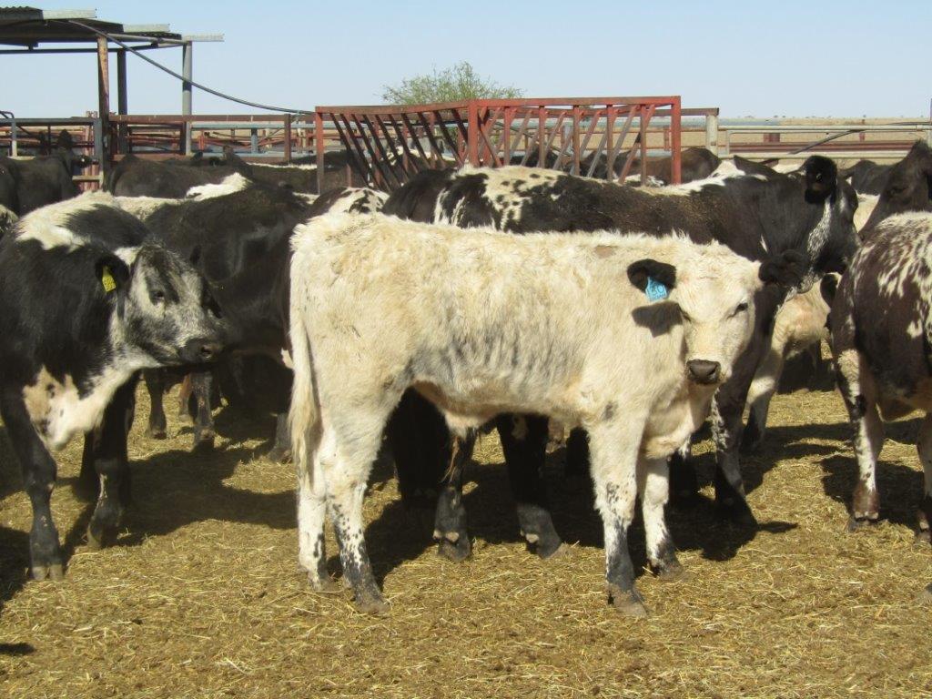 136 VGQ SPECKLE PARK/DROUGHTMASTER CROSS STEERS