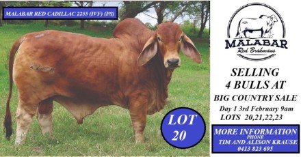 Malabar Red Brahmans Big Country Sale 2025