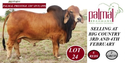 Palmal Brahmans Big Country Sale 2025