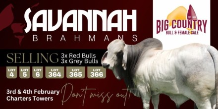 Savannah Brahmans Big Country Sale 2025.