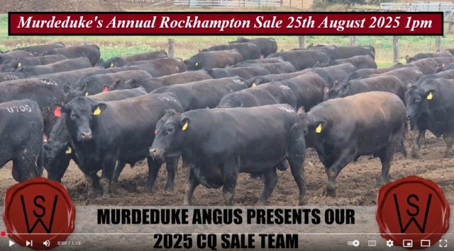 Murdeduke Angus Bull Sale 2025.