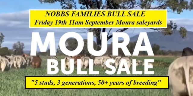 The Nobbs Families Bull Sale 2025