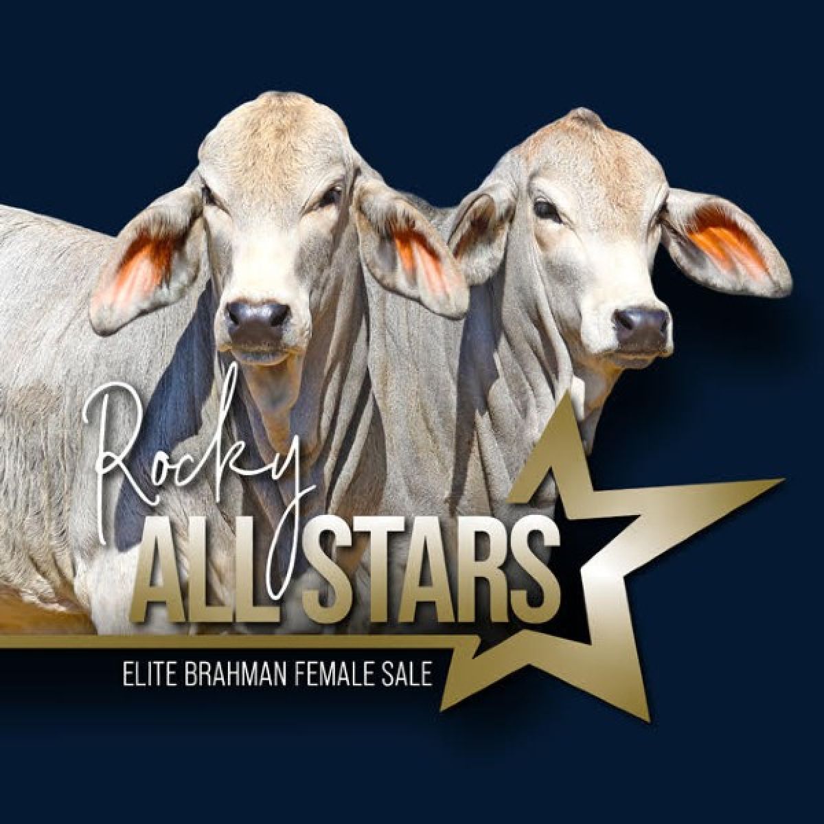 ALL_STARS_1_LITTLE_2.jpg