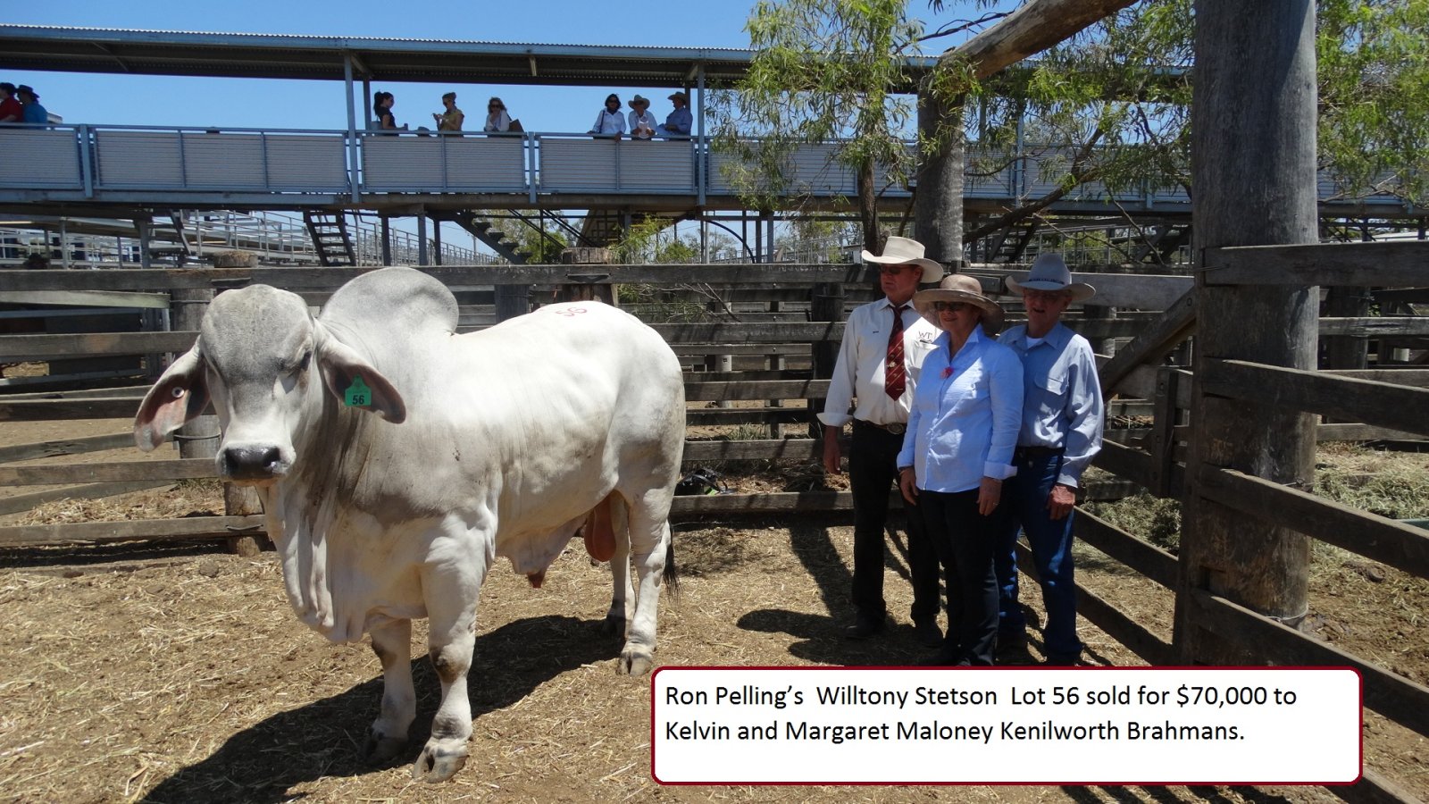 Brahman Week 2015