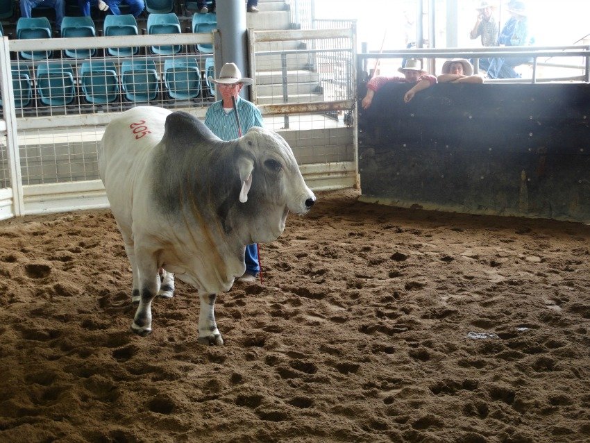 Big Country Sale Wrap Up