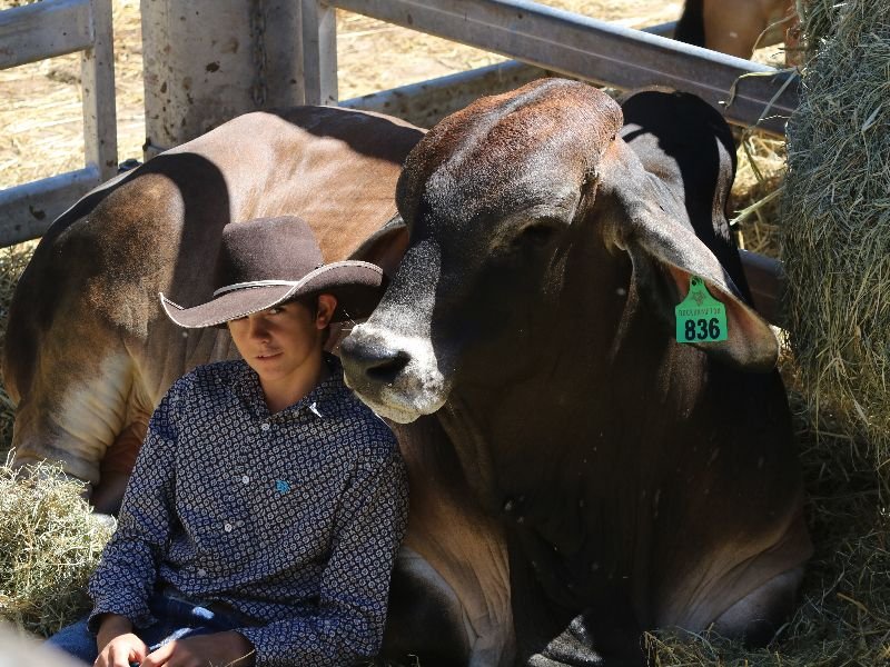 The Bull Sale That Stop The Nation