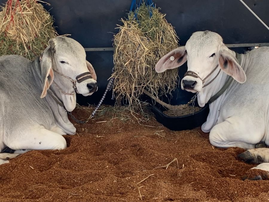Wilangi Kids @ Junior Beef 2018