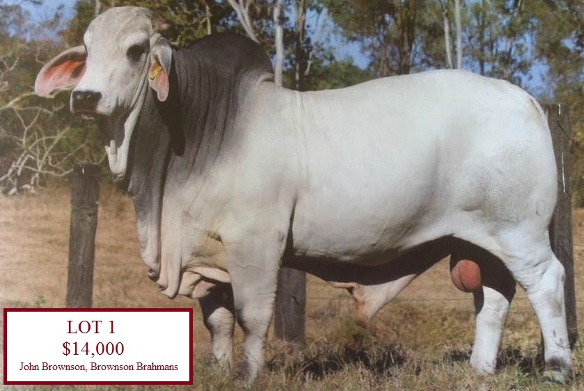 PBF Spring Bull Sale Wrap Up 