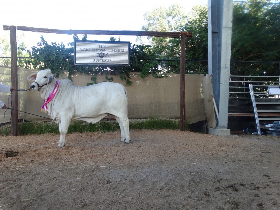 World Brahman Congress Social Photos  