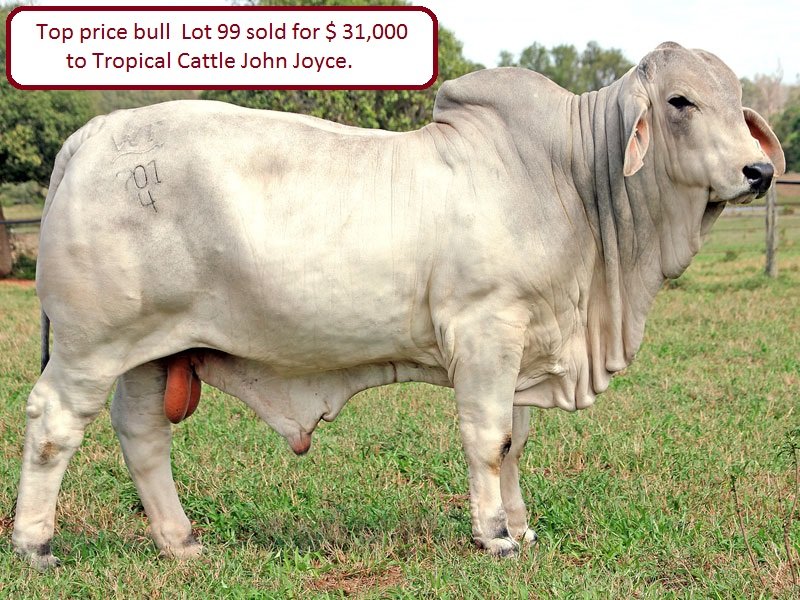 Wilangi Sale Success 2015 