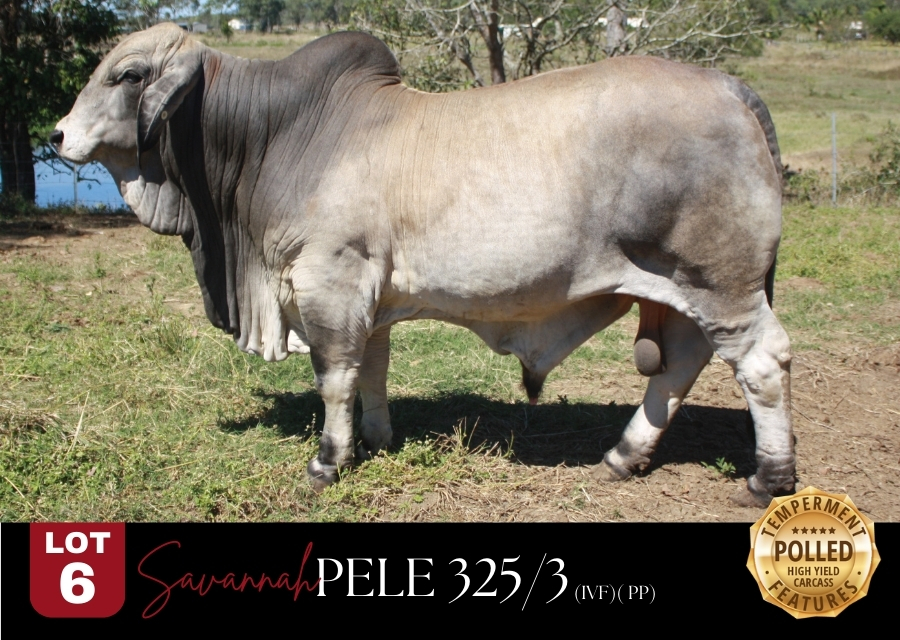 900X640 PELE