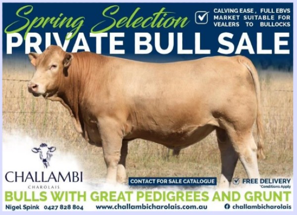 CHALLAMBI BULLS FOR SALE 