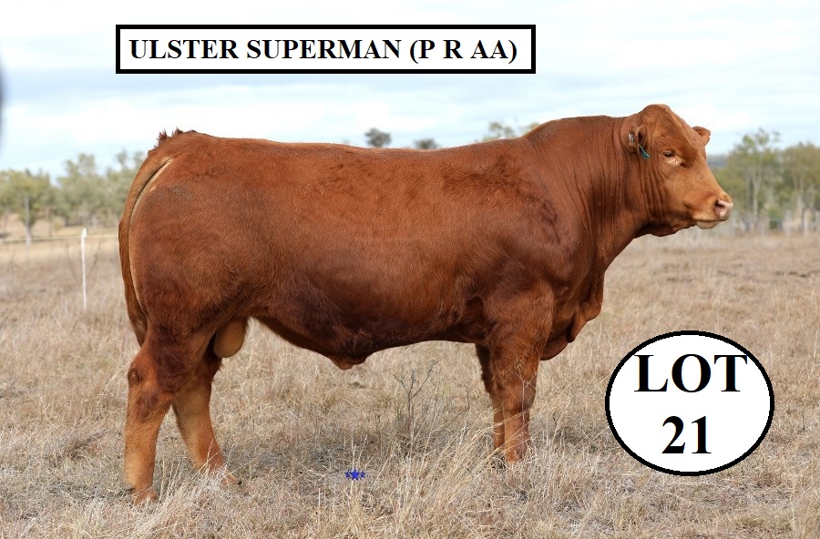 381 1 Lot 21 Ulster Superman