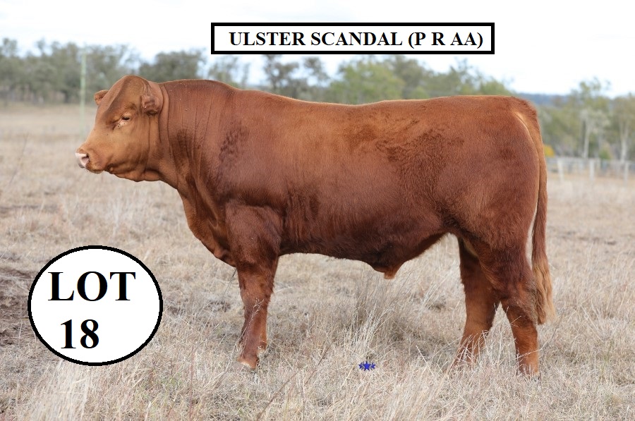 389 1 Lot 18 Ulster Scandal 