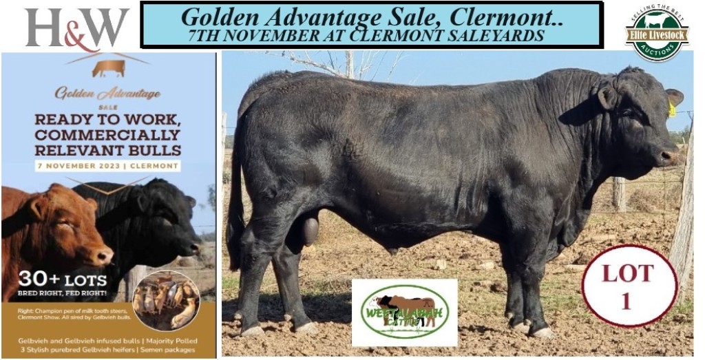 Clearance Sale  Golden Bull Marketing
