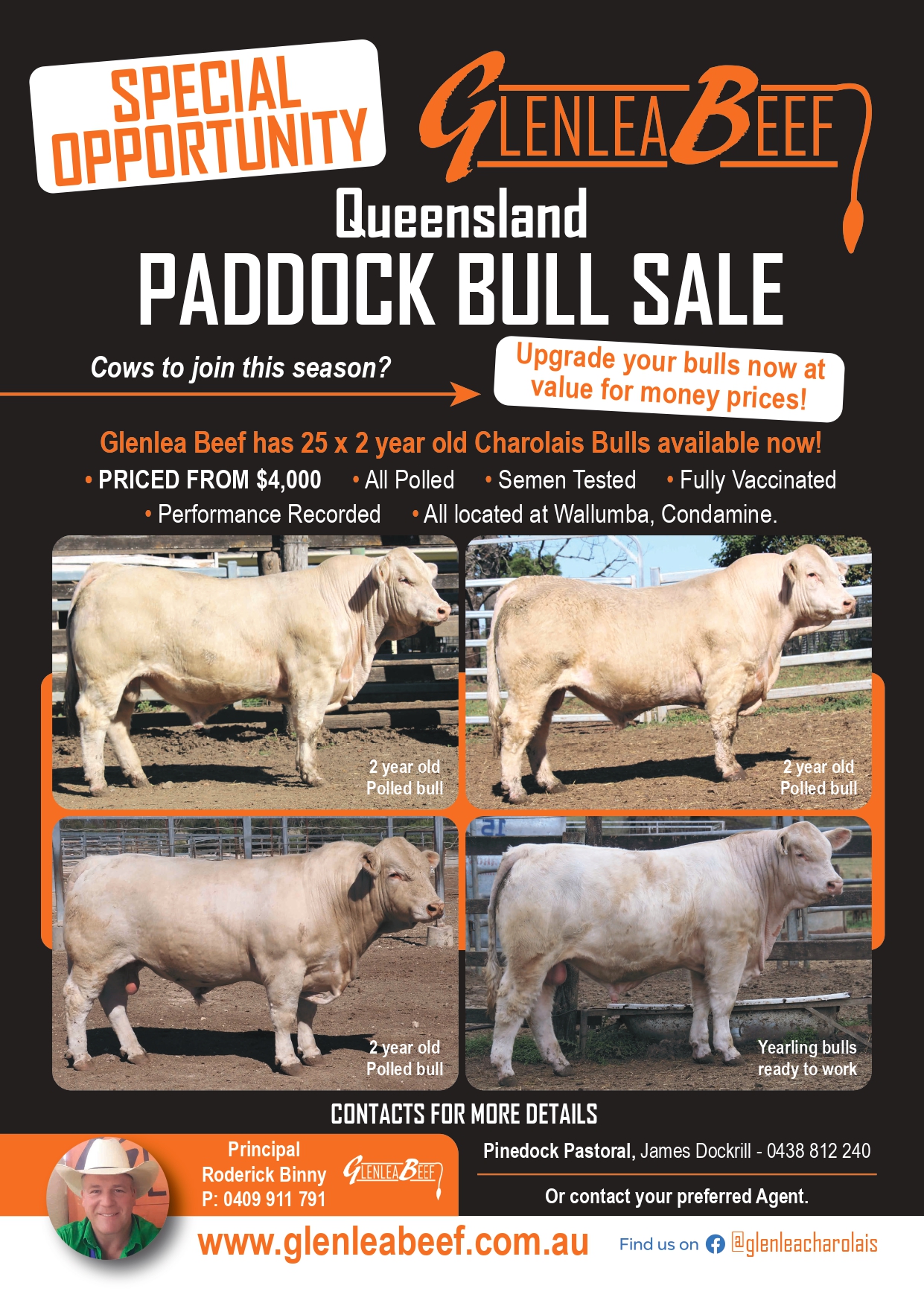 GLE Paddock Bull Sale Sept 2023 QLD page 0001