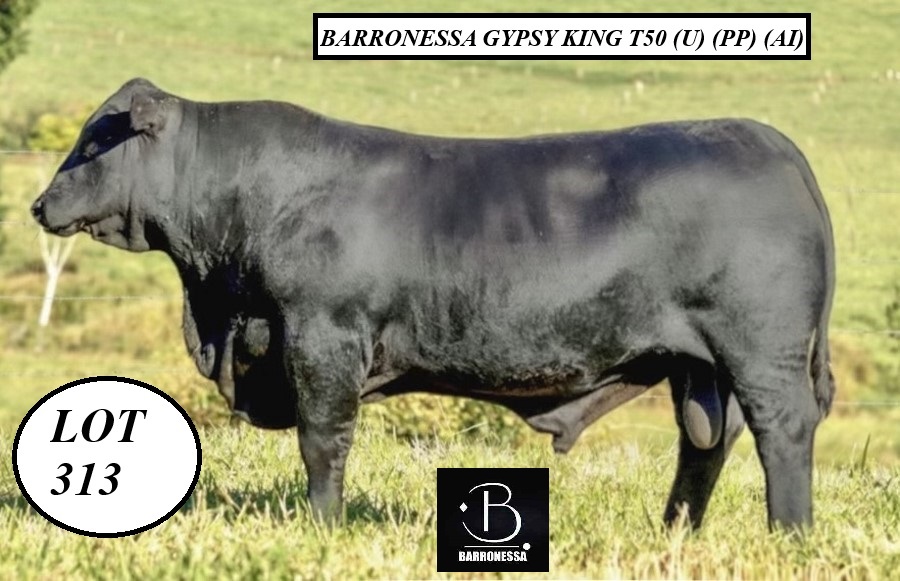 Lot313 BarronessaGypsyKingT50