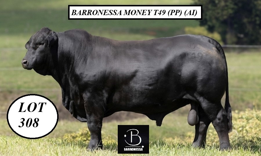 Lot 308 BarronessaMoneyT49