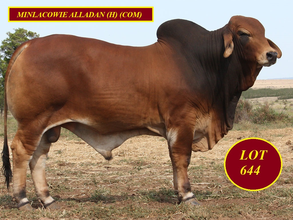 Lot 644 Minlacowie Alladan 9728