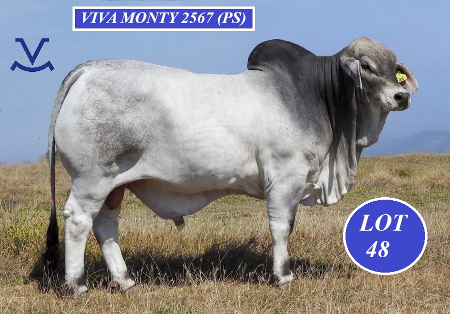 Lot 48 Viva Monty 2567 