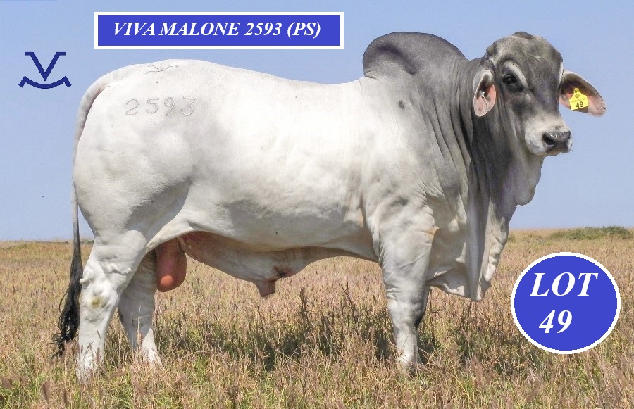 Lot 49 brahmanweek