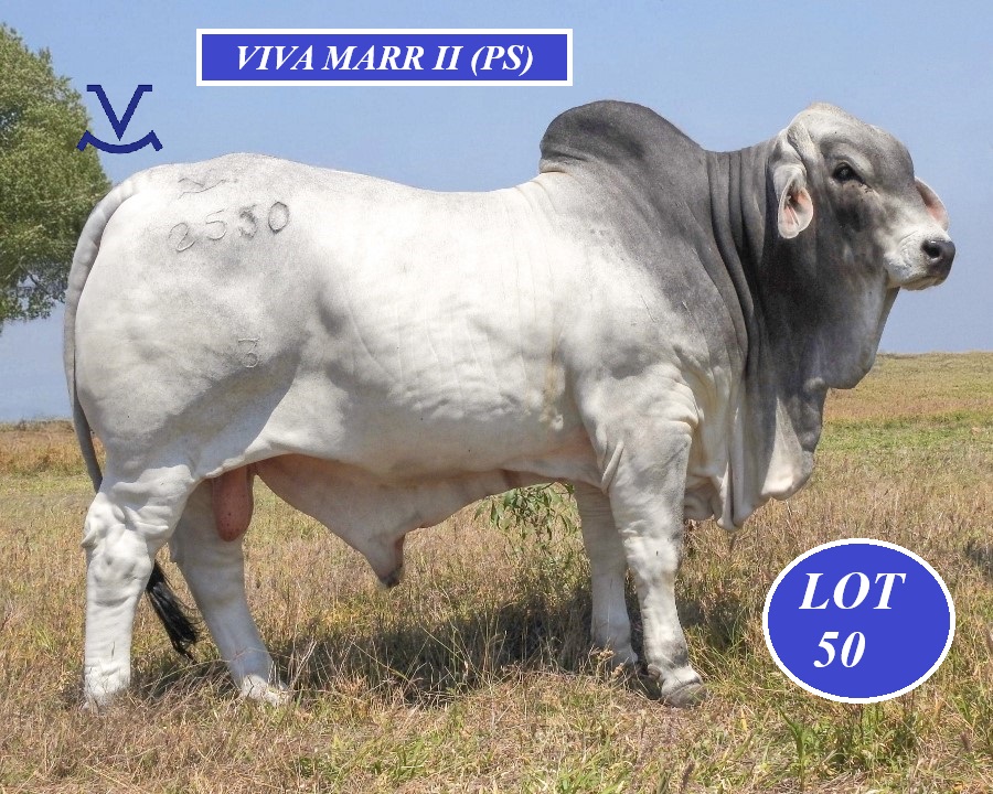 Lot 50 brahmanweek