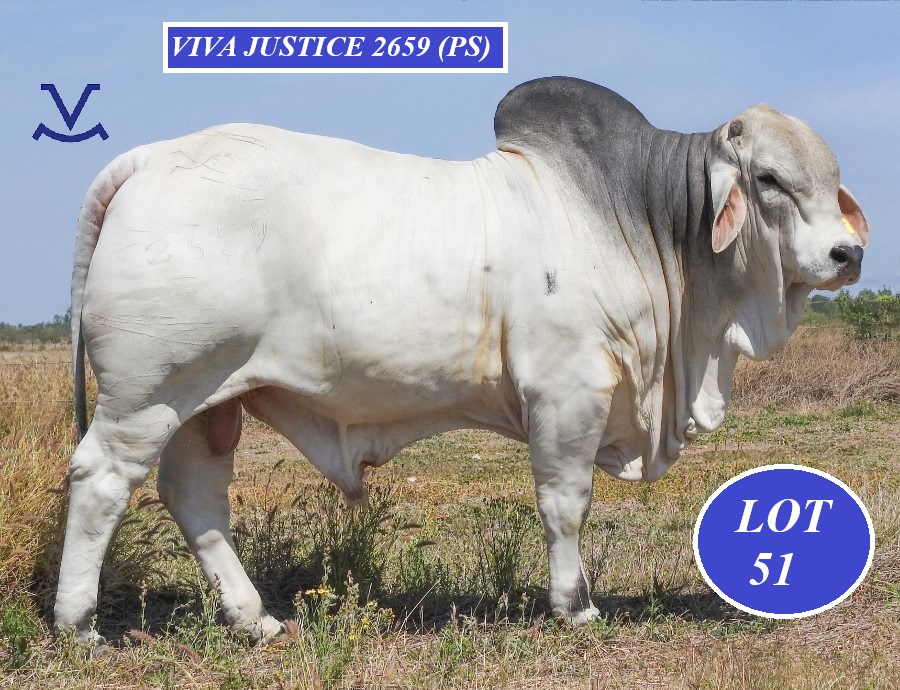 Lot 51 brahmanweek