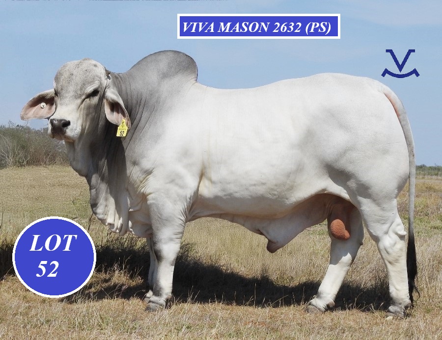 Lot 52 brahmanweel 2