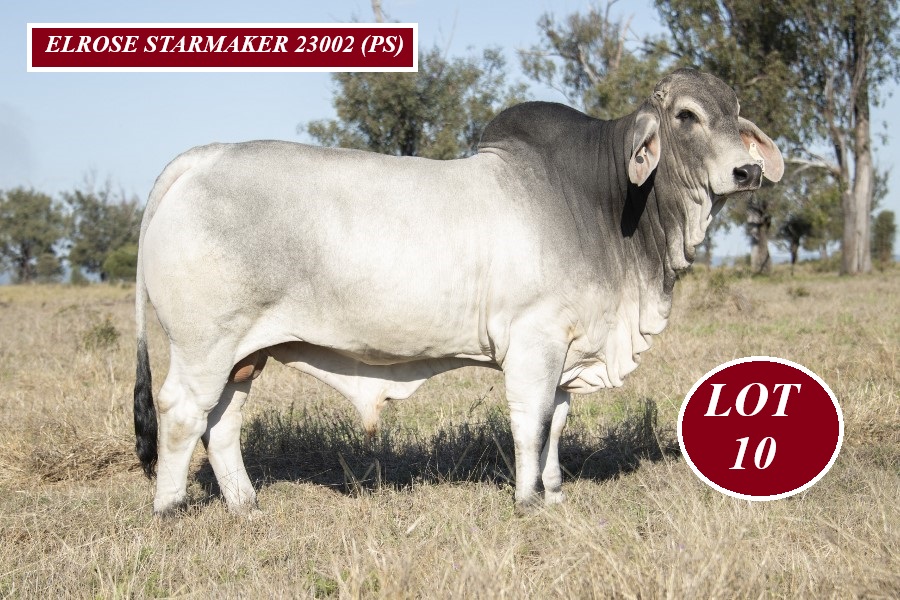 Lot 10 Elrose Starmaker 23002 PS