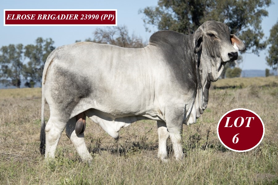 Lot 6 Elrose Brigadier 23990 PP 2