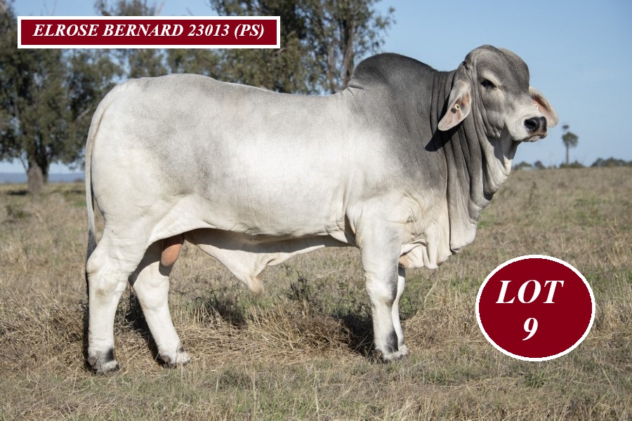 Lot 9 Elrose Bernard 23013 PS 2