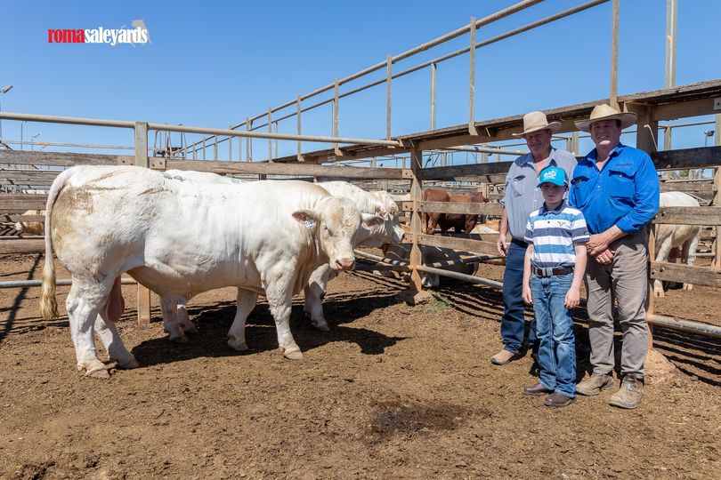 roma saleyards