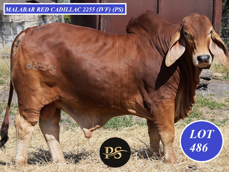 LOT 486 6