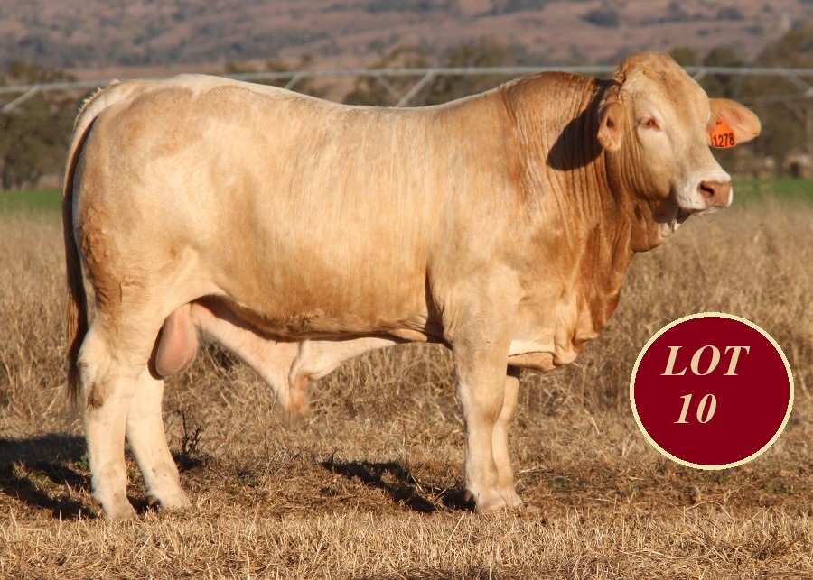 Lot 10 Whitaker Mr 1278