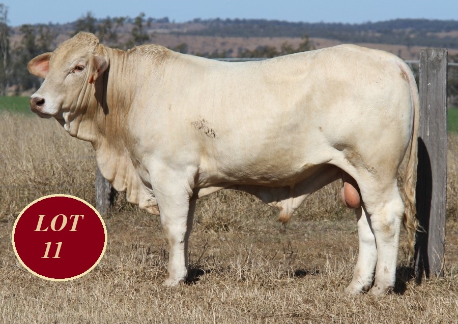 Lot 11 Whitaker Mr 1280