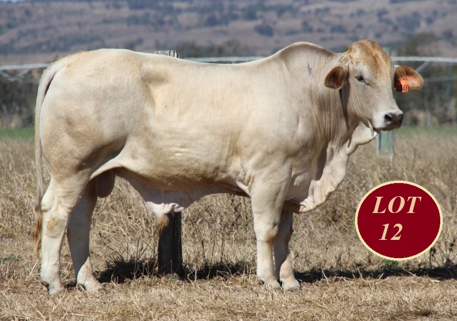 Lot 12 Whitaker Mr 1348