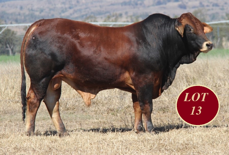 Lot 13 Whitaker Mr 1290