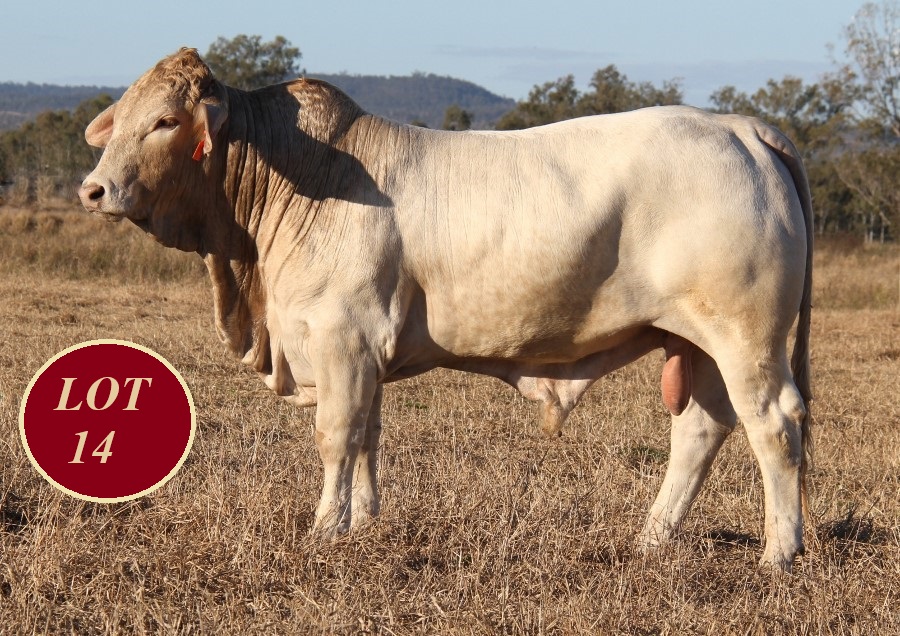 Lot 14 Whitaker Mr 1323