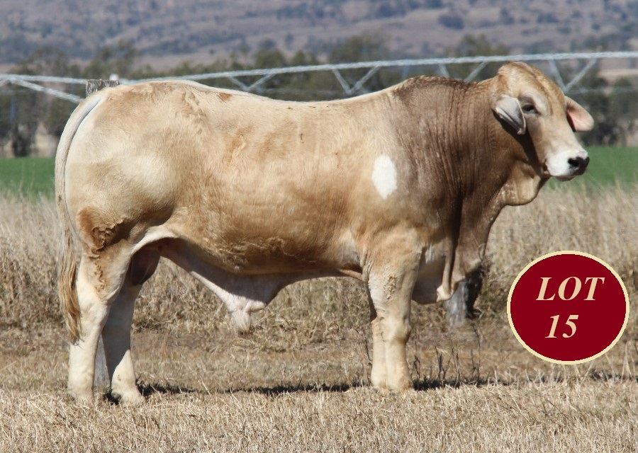 Lot 15 Whitaker Mr 1326