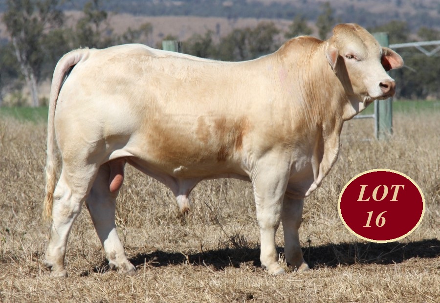 Lot 16 Whitaker Mr 1316