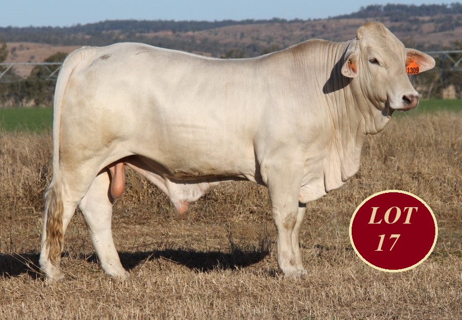 Lot 17 Whitaker Mr 1309