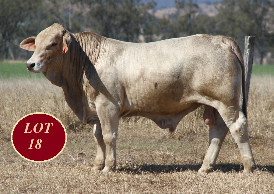 Lot 18 Whitaker Mr 1375