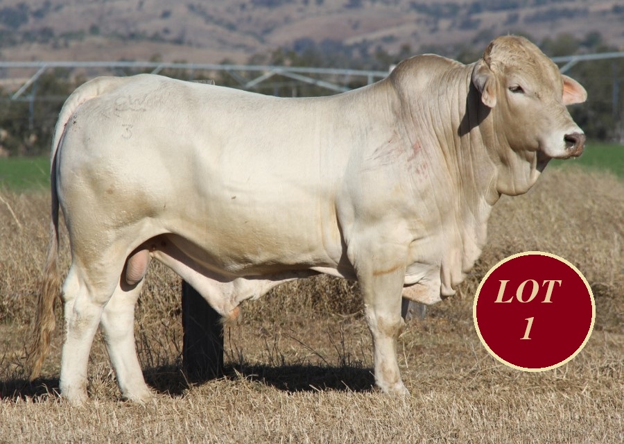 Lot 1 Whitaker Mr 1384
