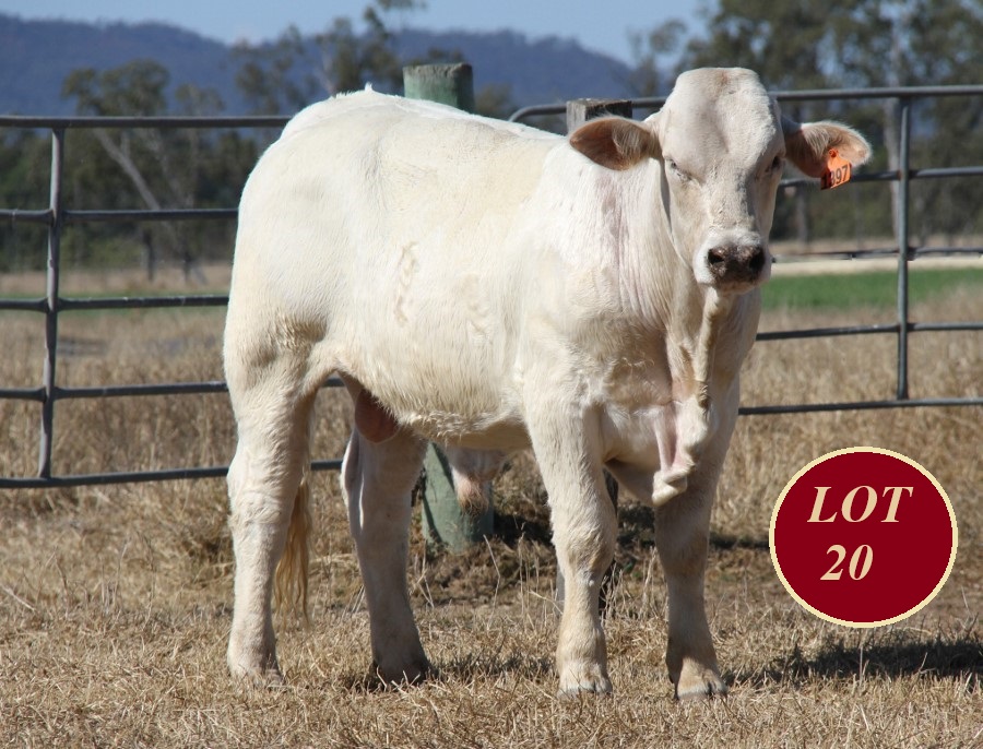 Lot 20 Whitaker Mr 1397