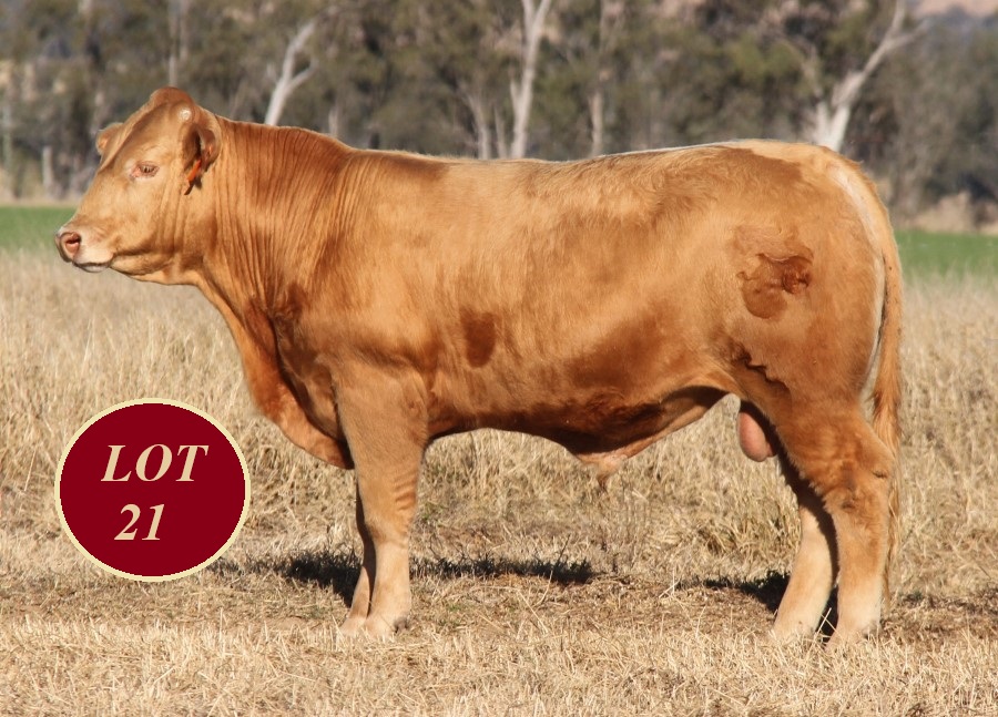Lot 21 Whitaker Mr 1376